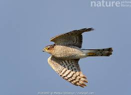 Attēlu rezultāti vaicājumam “Accipiter nisus female”