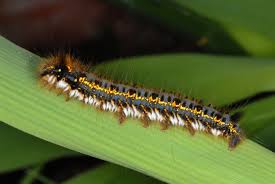 Attēlu rezultāti vaicājumam “Euthrix potatoria imago”