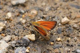 Attēlu rezultāti vaicājumam “Thymelicus sylvestris male”