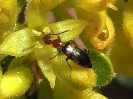 Attēlu rezultāti vaicājumam “Anthicidae”