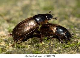 Attēlu rezultāti vaicājumam “Aphodius sp.”