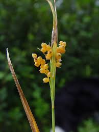Attēlu rezultāti vaicājumam “Carex arenaria  fruit”
