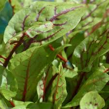 Image result for Sauerampfer