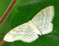 Attēlu rezultāti vaicājumam “Scopula floslactata”