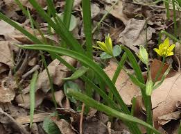 Attēlu rezultāti vaicājumam “Gagea lutea leaf”