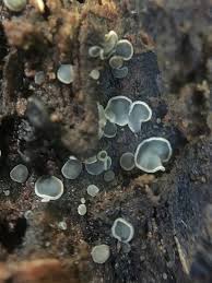 Attēlu rezultāti vaicājumam “Mollisia amenticola”