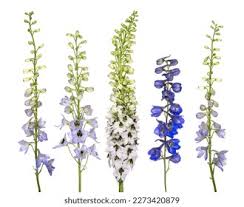 Attēlu rezultāti vaicājumam “Delphinium elatum  bud”