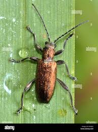 Attēlu rezultāti vaicājumam “Donacia”