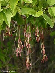 Attēlu rezultāti vaicājumam “Acer negundo female flower”
