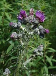 Attēlu rezultāti vaicājumam “Cirsium palustre flower”