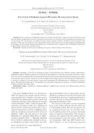 Attēlu rezultāti vaicājumam “Badhamia nitens sessile”