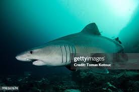 Image result for Odontaspis ferox