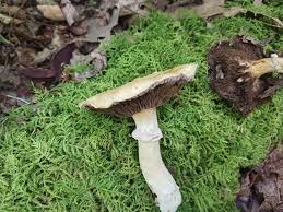 Attēlu rezultāti vaicājumam “Stropharia hornemannii”