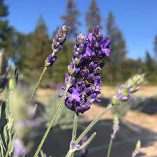 Attēlu rezultāti vaicājumam “Lavandula angustifolia flower”