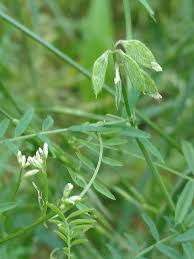 Attēlu rezultāti vaicājumam “Vicia hirsuta bud”