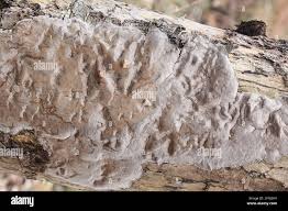 Attēlu rezultāti vaicājumam “Phellinus laevigatus”