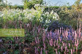 Image result for Leucanthemella serotina