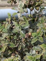 Attēlu rezultāti vaicājumam “Diderma montanum stalked”