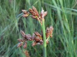 Attēlu rezultāti vaicājumam “Schoenoplectus lacustris subsp. lacustris”