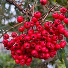 Attēlu rezultāti vaicājumam “Sorbus”
