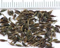 Attēlu rezultāti vaicājumam “Aegopodium podagraria”