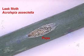 Attēlu rezultāti vaicājumam “Acrolepiopsis assectella”