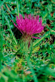 Attēlu rezultāti vaicājumam “Cirsium acaule flower”