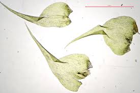 Attēlu rezultāti vaicājumam “Rhytidiadelphus squarrosus”