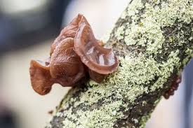 Attēlu rezultāti vaicājumam “Exidia recisa”