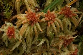 Attēlu rezultāti vaicājumam “Sphagnum quinquefarium”