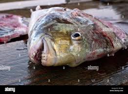 Image result for Archosargus probatocephalus