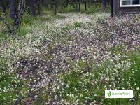 Attēlu rezultāti vaicājumam “Cardaminopsis arenosa fruit”