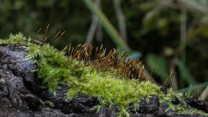 Attēlu rezultāti vaicājumam “Pylaisia polyantha”