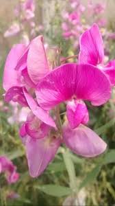 Attēlu rezultāti vaicājumam “Lathyrus tuberosus”
