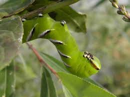 Attēlu rezultāti vaicājumam “Sphinx ligustri larva”