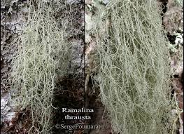 Attēlu rezultāti vaicājumam “Ramalina thrausta”