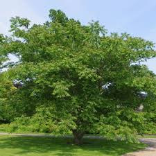 Attēlu rezultāti vaicājumam “Juglans mandshurica leaf”