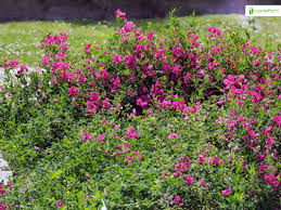 Attēlu rezultāti vaicājumam “Lathyrus tuberosus flower”