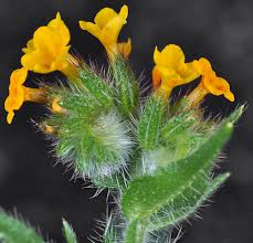 Attēlu rezultāti vaicājumam “Lycogala botrydium sessile”