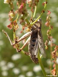 Attēlu rezultāti vaicājumam “Entomophaga grylli”