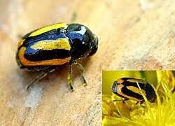 Attēlu rezultāti vaicājumam “Cryptocephalus aureolus, Cryptocephalus sericeus”