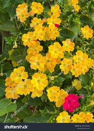 Image result for Mirabilis jalapa