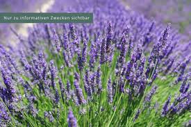 Image result for Lavendel