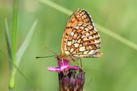 Attēlu rezultāti vaicājumam “Brenthis ino upperside”