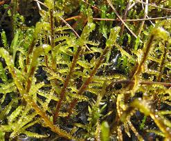 Attēlu rezultāti vaicājumam “Hamatocaulis lapponicus”