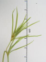 Attēlu rezultāti vaicājumam “Najas major leaf”