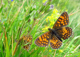 Attēlu rezultāti vaicājumam “Melitaea diamina underside”
