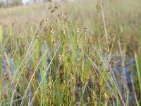 Attēlu rezultāti vaicājumam “Juncus alpinoarticulatus”