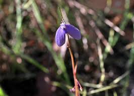 Attēlu rezultāti vaicājumam “Lentibulariaceae”