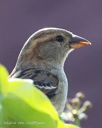 Attēlu rezultāti vaicājumam “Passer domesticus juvenile”